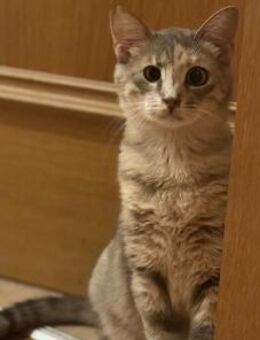 Fei, graue Schönheit, 1 Jahr - Vaterstetten