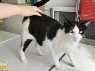 Bimbo-Schmusekater sucht HappyHome - Bad Camberg