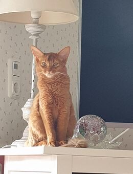 Süße Kitty, Somalikatze, sorrel (rot) mit Stammbaum, kastriert, 995 Euro - Echzell
