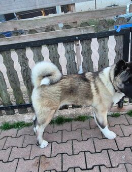 American Akita Rüde sucht ein neues Zuhause - Nordhausen