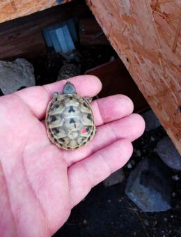 Griechische Landschildkröten zu verkaufen - Leer (Ostfriesland) Zentrum