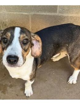 Chico- Traumhund sucht Zuhause - Freudenstadt