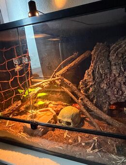 Kornnatter mit Zubehör - Duisburg