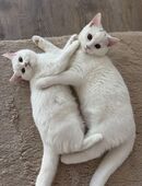 Britisch-Kurzhaar Katze & Kater suchen neues, liebevolles Zuhause in 44328