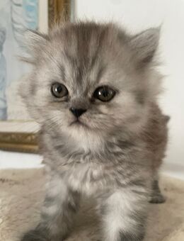 Reinrassige Perser Kitten suchen ein neues Zuhause - Langenselbold