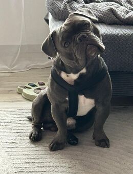 Old English Bulldog x Französische Bulldogge Mischling - Nürnberg