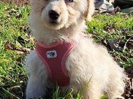 Blondie sucht ein Zuhause - Linden (Hessen)