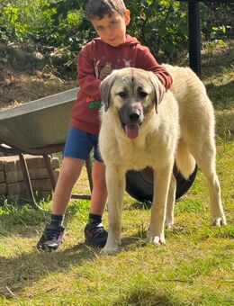 Kangal Hündin abzugeben - Neuenrade