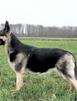 Osteuropäischer Schäferhund - Krefeld