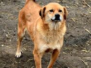 Eyla, älteres Mädchen sucht ein Zuhause - Bochum