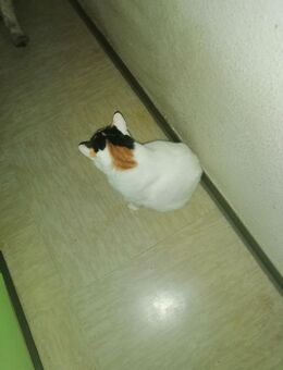 Schnurri sucht wirklich ganz dringend ein neues Zuhause - Dortmund Nordstadt