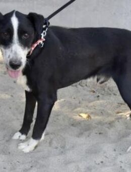 Guszti ein großer Schmusebär - Süderbrarup