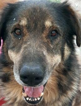 Freundlicher Vrachos sucht sein Zuhause - Sehnde