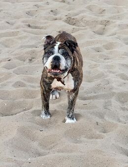Old English Bulldogge Anis sucht ein liebevolles Zuhause 🐾 - Hamburg