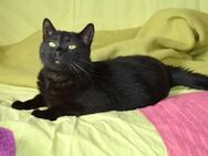 Blacky sucht gutes Zuhause - Friedberg