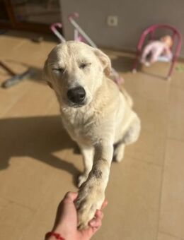 Lord - unser Charmeur mit großem Herz - Gerlingen