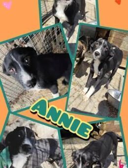 Hübsche Annie - chancenlos??? - Nürnberg