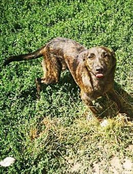 Minni, sehr lieb und freundlich - Bonndorf (Schwarzwald)