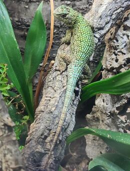 3 Malachit-Stachelleguane (Sceloporus malachiticus) NZ - Berlin