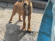 🧸Freundlicher Welpe Brownie🐾 - Eislingen (Fils)