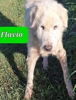 💚💚💚Flavio sucht Paten💚💚💚 - Herxheim (Landau)