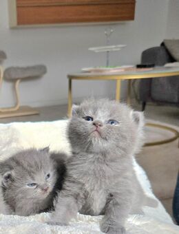 BKH Kitten - Gelsenkirchen Hassel