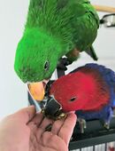 Salomonen Edelpapagei Paar Zahm, 7 Monate jung mit Voliere & Zubehör in 75217