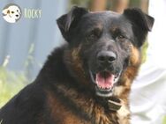 Rocky sucht naturverbundene Familie - Untergruppenbach