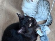 Süße kitten - Berlin Marzahn-Hellersdorf
