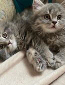 Süße flauschige Kitten abzugeben in 12351