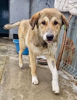 GENERAL liebt Kinder - verschmust, offen - Weilheim (Oberbayern)