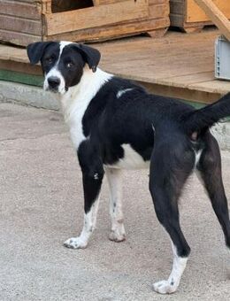 Liebevolle Fellnase Eliah❣️🐾 - Sindelfingen