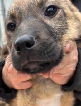 Anton - Pflegestelle oder Zuhause gesuch - Oberwies