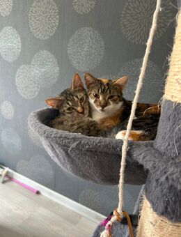 Gebe 2 Katzen ab - Ilmenau