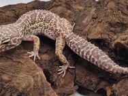 Traumhaft schöne Leopardgeckos super zahm - Jüchen