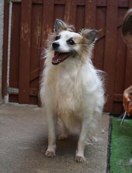 Kurt SR-Verspielter Kämpfer sucht Glück - Neustadt (Rübenberge)