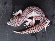 Leopardgecko weibchen Mack Super Snow Eclipse "Eris" - Winterthur