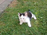 Katzenbabys in liebevolle Hände abzugeben - Bad Frankenhausen (Kyffhäuser)