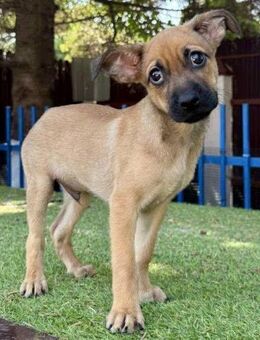 Balu - kleinbleibender Welpenbub - Koblenz