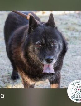 Sina sucht ein Zuhause - Kirchzell