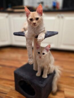 Zwei süße Katzenkinder suchen ein neues Zuhause - Heidenheim