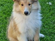 Collie Welpen junge sucht neue Familie - Schopfloch (Baden-Württemberg)