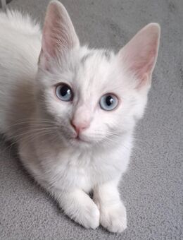 Süße kitten abzugeben - Nürnberg