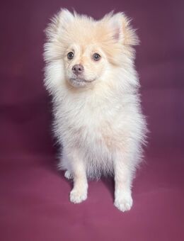 Pomeranian Zwergspitz zu verkaufen - Oberstadion