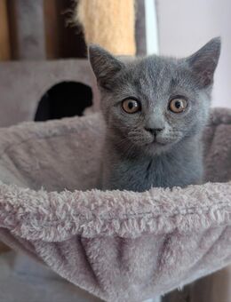 Liebevoll aufgezogene Babykatzen suchen ein Zuhause Unsere kleinen Katzenbabys - Lehrberg