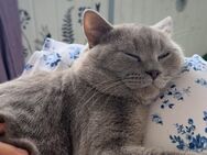 BKH Kater zu verkaufen | Britisch Kurzhaar - Essen