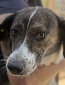 NORA-hübsche Hündin,48 cm - Rösrath