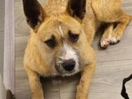 CLOE ist auf Suche nach dem Glück - Hof