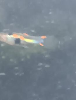 Endlers Guppies, Typ: Green Hornet - Schwieberdingen