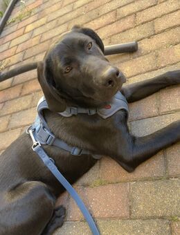 Labrador Mischling - Rodewisch